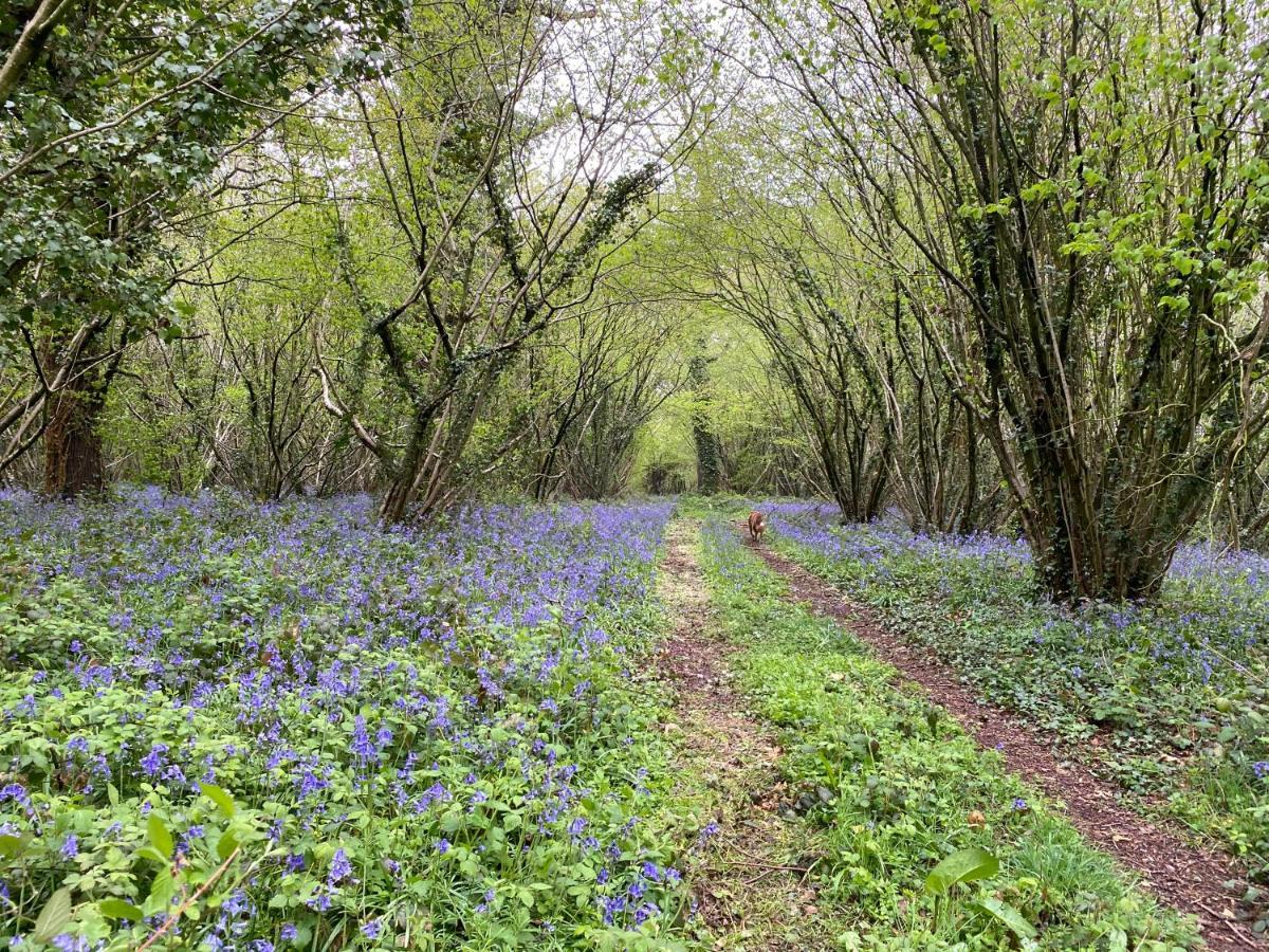 Bluebells Farmstay Michelmersh Eksteriør billede